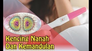 Kencing Nanah Dan Kemandulan