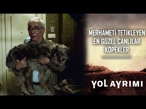 Yol Ayrımı | Merhameti Tetikleyen En Güzel Canlılar, Köpekler...