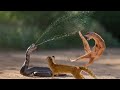 Mongoose vs King Cobra Real Fight - Wild Animals Fight To Death - Animals Attack