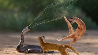 Mongoose vs King Cobra Real Fight  Wild Animals Fight To Death  Animals Attack