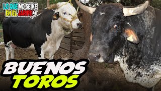 NOS FUIMOS CON RANCHO SAN PABLO TRAE BUENOS TOROS (que polvadera je je)