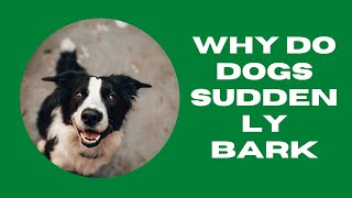 🆕why Do Dogs Suddenly Bark At Nothing Reasons Why Your Dog Barks Honest Video