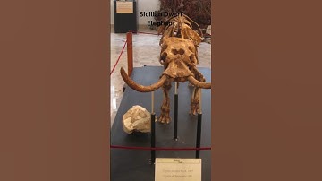 Unraveling Elephant Evolution: The Secret World Revealed | AMNH Exhibit Highlights