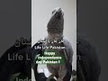 Happy Independence day Pakistan from TiktokParrot 🦜 💚 🇵🇰