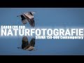 Vögel fotografieren mit der Canon EOS 80D und dem Sigma 150-600