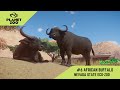 PLANET ZOO | NEVADA STATE ECO-ZOO WALKTROUGH 6 | AFRICAN BUFFALO