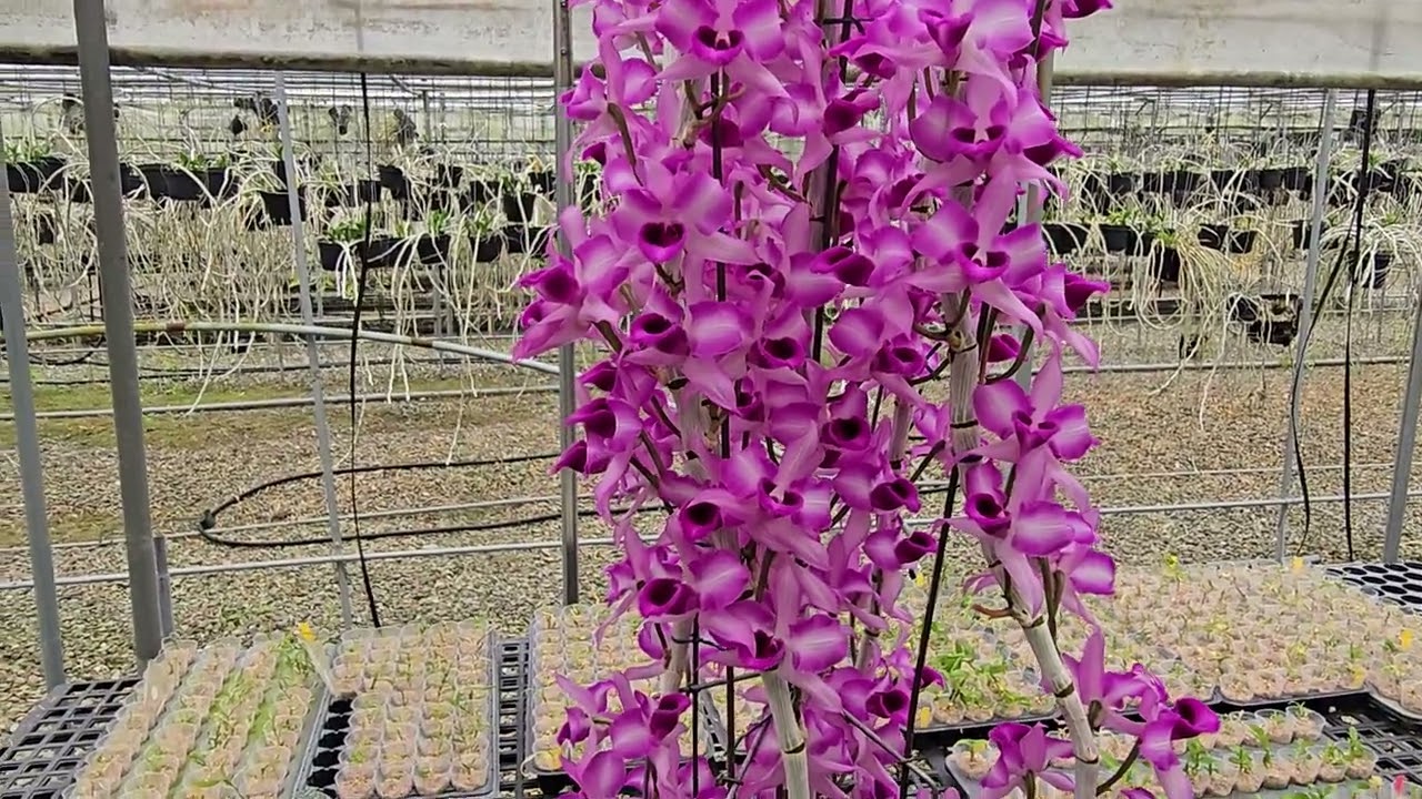 春天百花盛開，怎樣把新芽養粗養壯