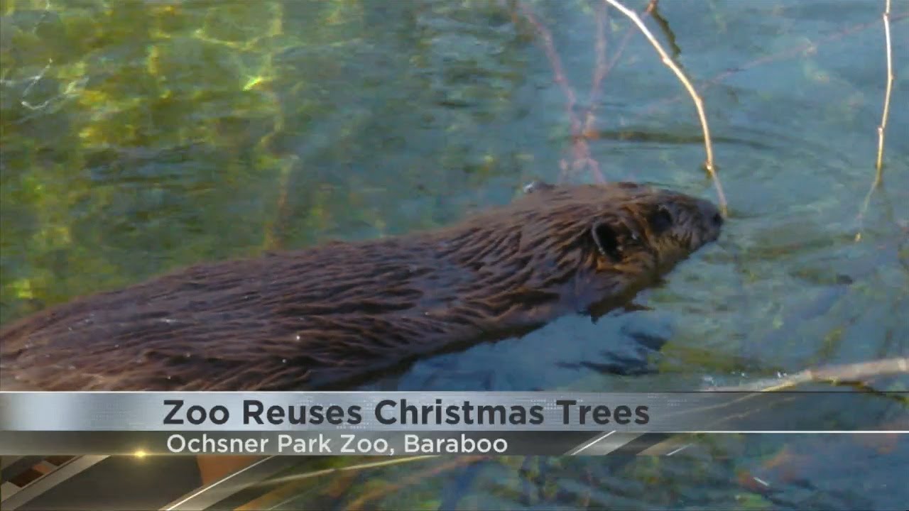 Ochsner Park Zoo repurposes Christmas trees for animals