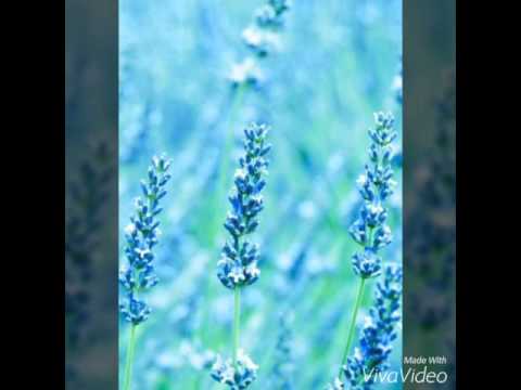 CU shuttle train song - by apitaf