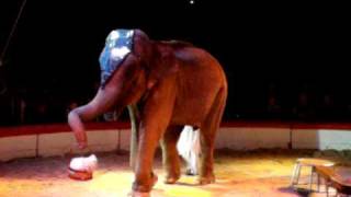 Cirque Medrano Lyon 2009 Elephant --- Wwwcirque-Medranofr