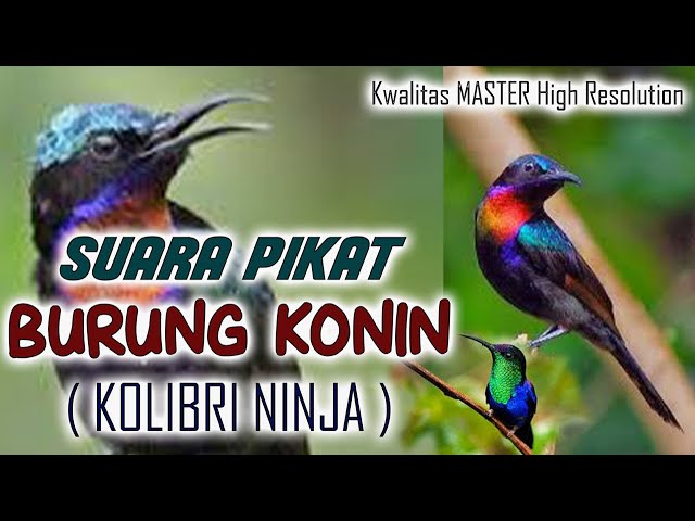 MP3 CLEAR AND PROVEN POWERFUL SOUND OF THE ATTRACTION OF THE KONIN BIRD or the NINJA HUMBER class=