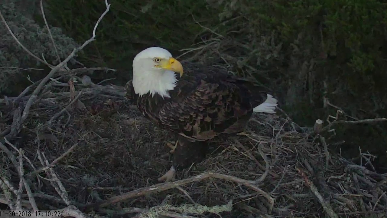 11/30/2018 Sauces Canyon nestorations Visit 4 YouTube