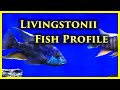 LIVINGSTONII: Fish Profile