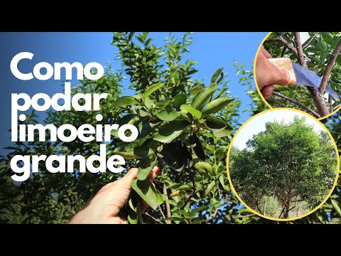 Vídeo: Tempo de vida do limoeiro - Qual é o tempo de vida médio dos limoeiros