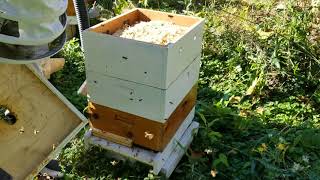 Beekeeping: Fall preparations