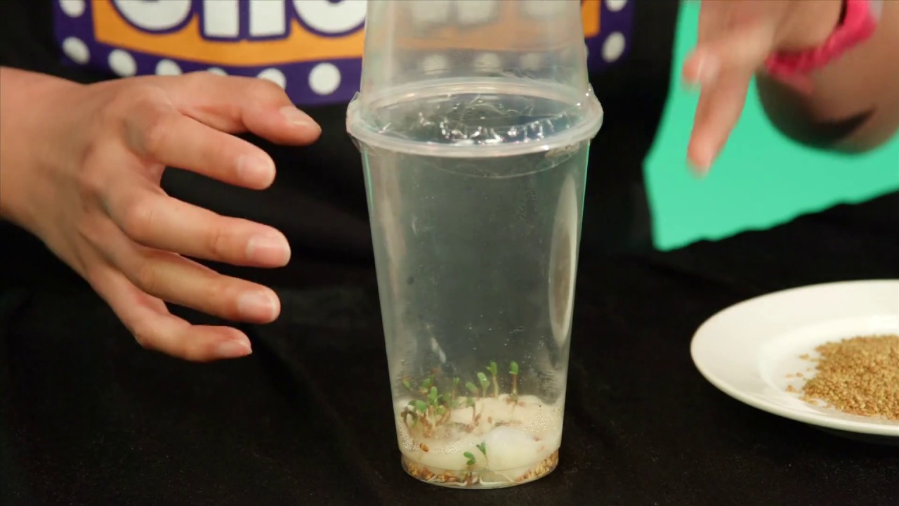 GREEN HOUSE: Grow your own food in a self-watering garden