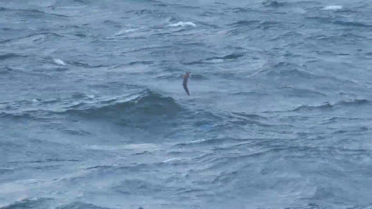 Scopolilira vs gulnäbbad lira, Kullaberg