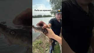 #жор#балык #рыбалканаозере #рыбалка #казахстан #fishing #краснаякнига#речка #рыбалкауральск