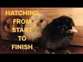 Hatching Chicken Eggs from Start to Finish (Incubated)