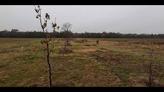 Training and Pruning Fruit Trees