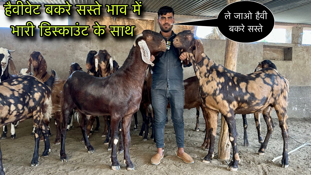 हैवीवेट बकरे सस्ते भाव में भारी डिस्काउंट के साथ @farmingbaba Raj Goat ...