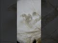 見事な分解リトノータス
