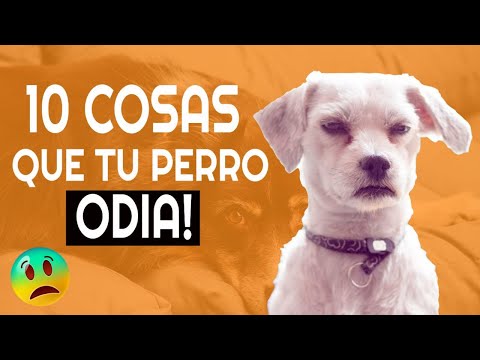 Video: Diez Formas De Ser El Mejor Amigo De Tu Veterinario