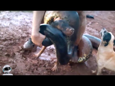 Видео: Анаконда Напала на Собаку / Случаи с Животными Снятые на Камеру