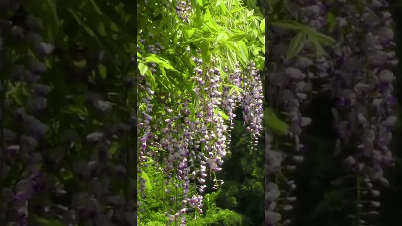 Japanese Wisteria for Japanese Gardens | 藤の花 - YouTube