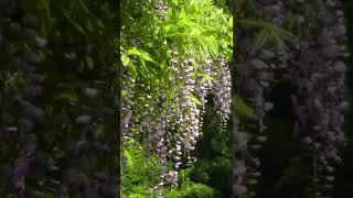 Wisteria Plant 藤の花 Japanese Wisteria for Japanese Gardens | 藤の花 - YouTube