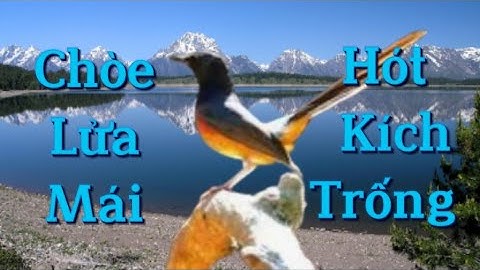 Kích Chòe lửa hót nhiều giọng, Căng lửa, chòe lửa đánh đuôi kích cực nhạy.luyện chòe lửa hót nhiều