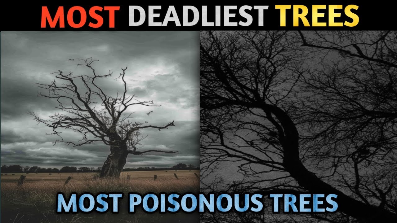 10 Most Deadliest Trees You Should Never Touch! 🤯 | Amazing Nature Facts in Hindi 😨