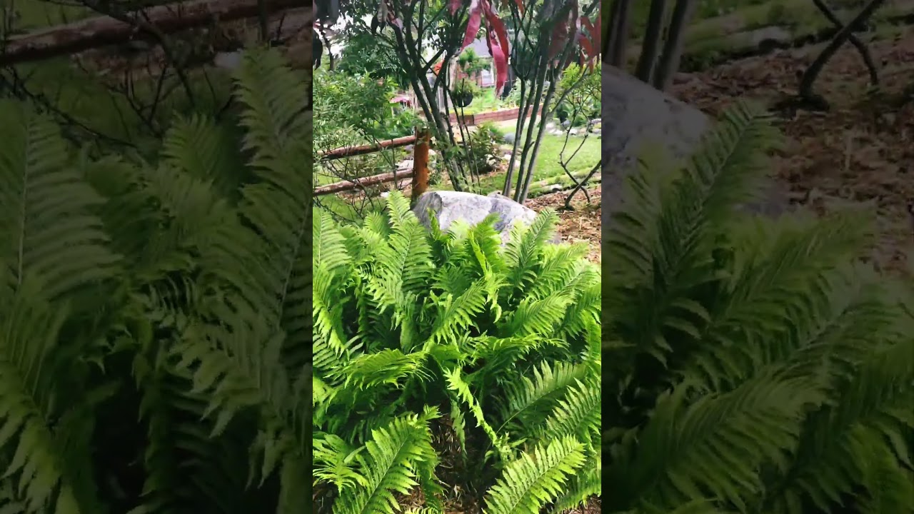 Ferns in Shade Areas of Front Yard #relax  #gardening #garden  #ihavethisthingwithplants