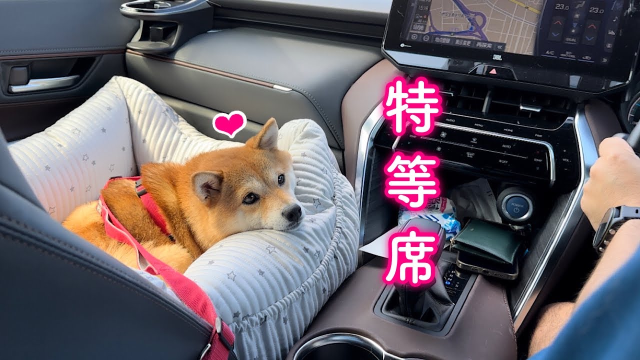 家族の為に頑張ってくれるパパを愛おしく助手席から見つめる柴犬が可愛い