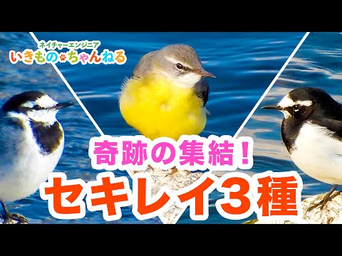 Grey Wagtails, White Wagtails, and Japanese Wagtails all gathered