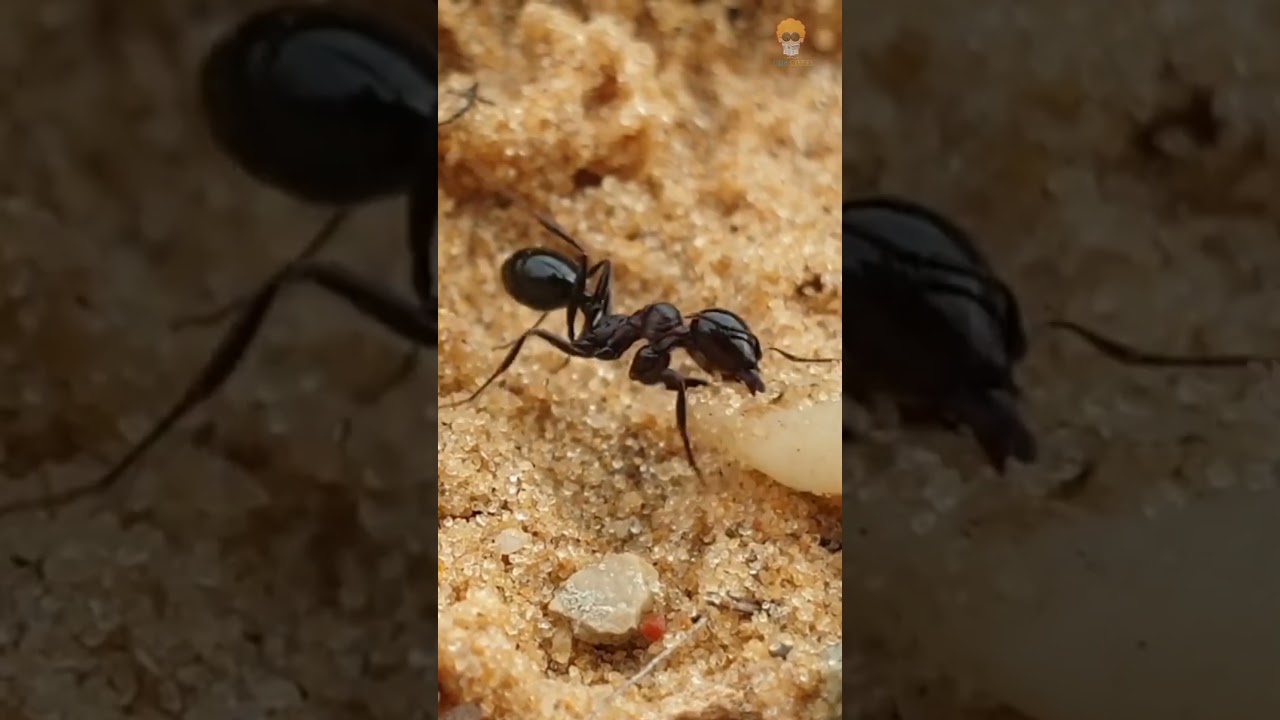 Secrets of Ant Rest: The Hidden World of Power Naps and Queen Sleep