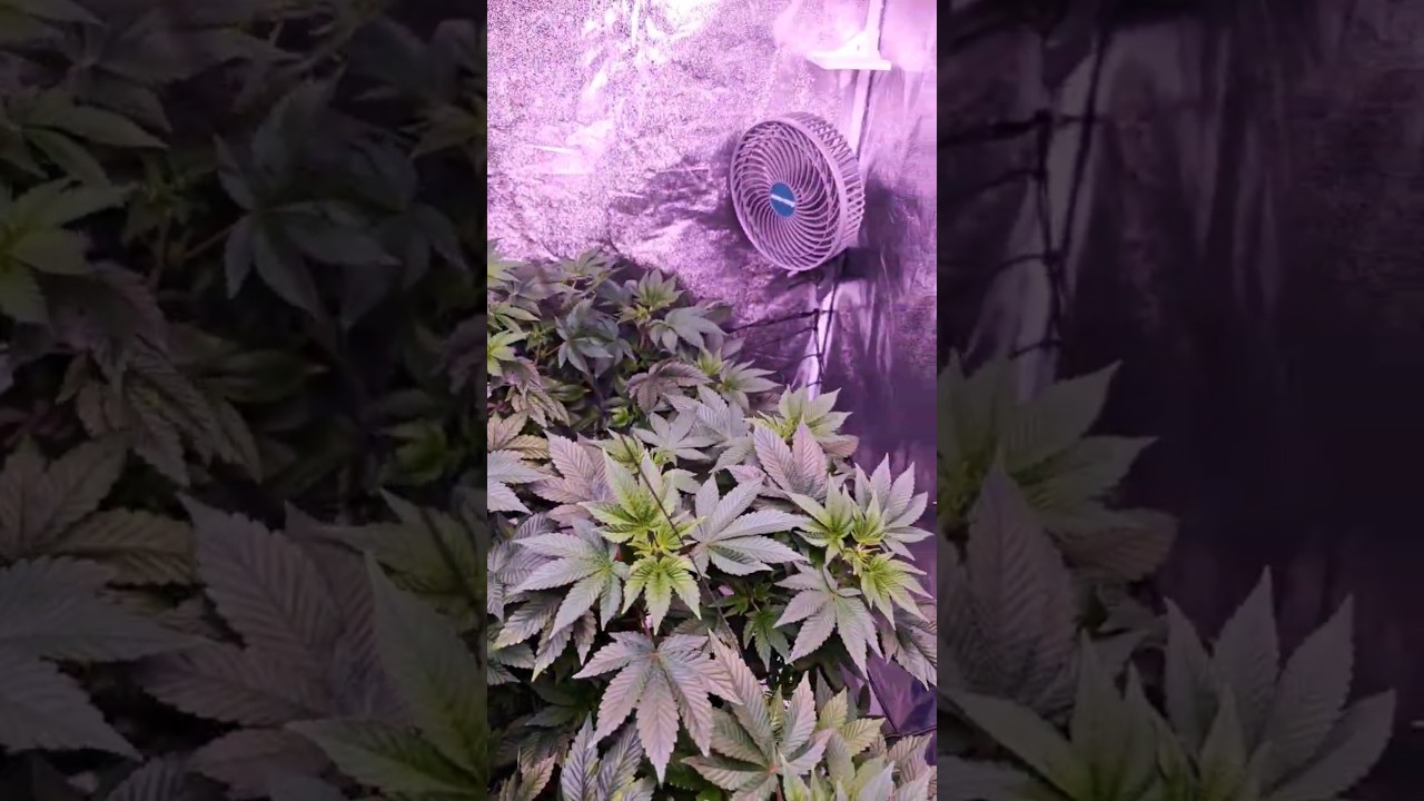 Die Pflanze wächst so schnell dank Hydroponic 💚🙏🏾