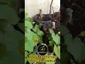 Rootstoks Anggur Isabela #urbanfarming #urbanfarmingindonesia #petani #pertanian