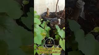 Rootstoks Anggur Isabela #urbanfarming #urbanfarmingindonesia #petani #pertanian