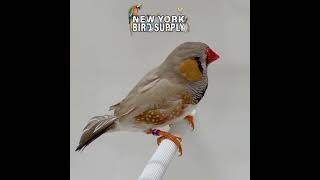 New York Bird Supply :  ENGLISH ZEBRA FINCH