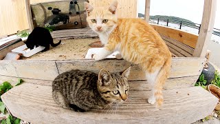 猫の溜まり場に行ったら、キジトラ子猫と茶トラ子猫がお留守番をしていた