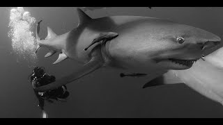 Sharkwater Trailer - Rob Stewart - HD