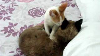 Kitten Getting Ready For Sleep.. So Cute