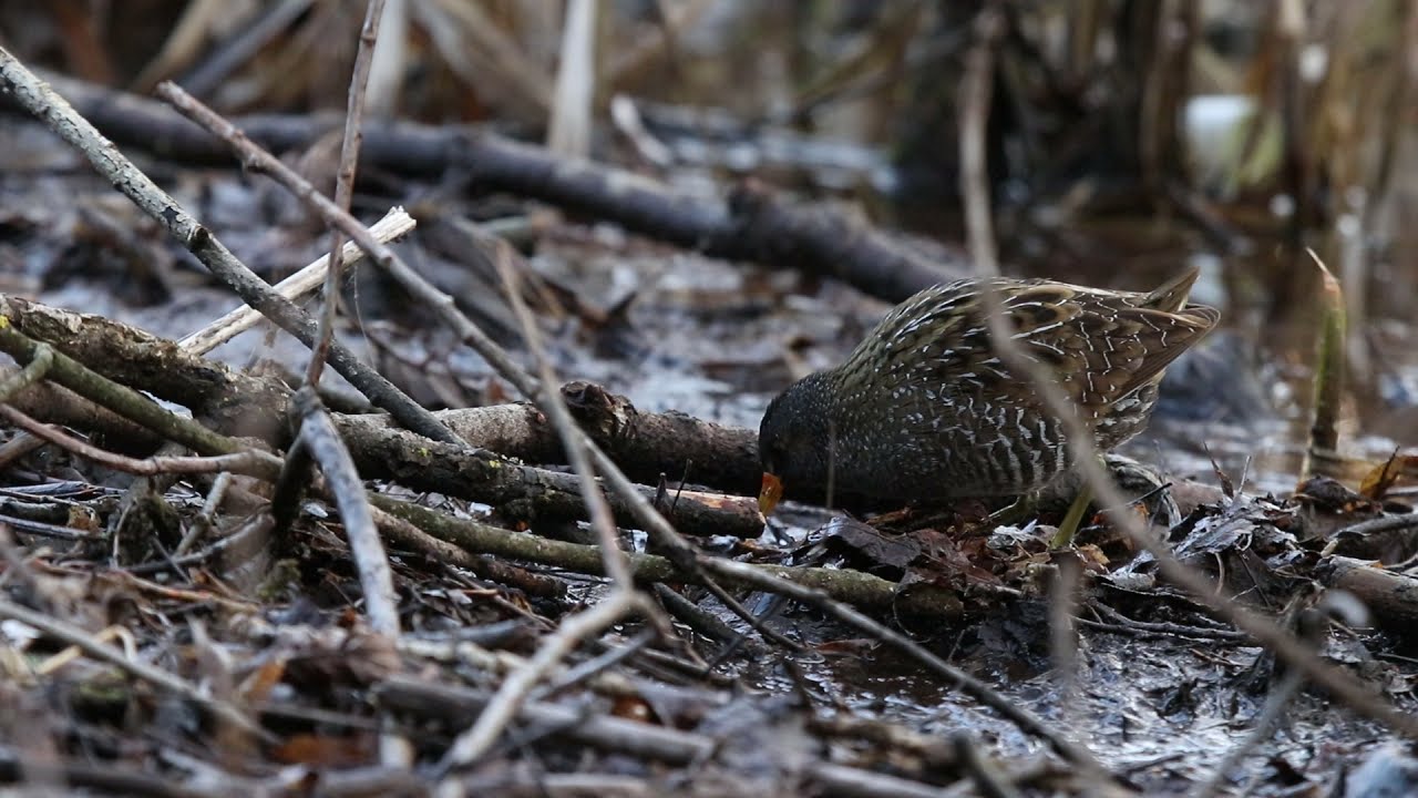Spotted crake (Porzana porzana) feeding