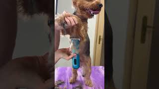 Longer version of the viral short (yorkie grooming)