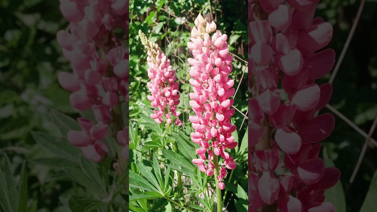 Kodak Ektar H35 Half Frame Camera - Film Nature Photography 