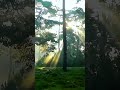 Beautiful Forest #quran #naturegram #relax #therapy