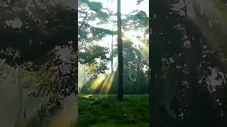 Beautiful Forest #quran #naturegram #relax #therapy