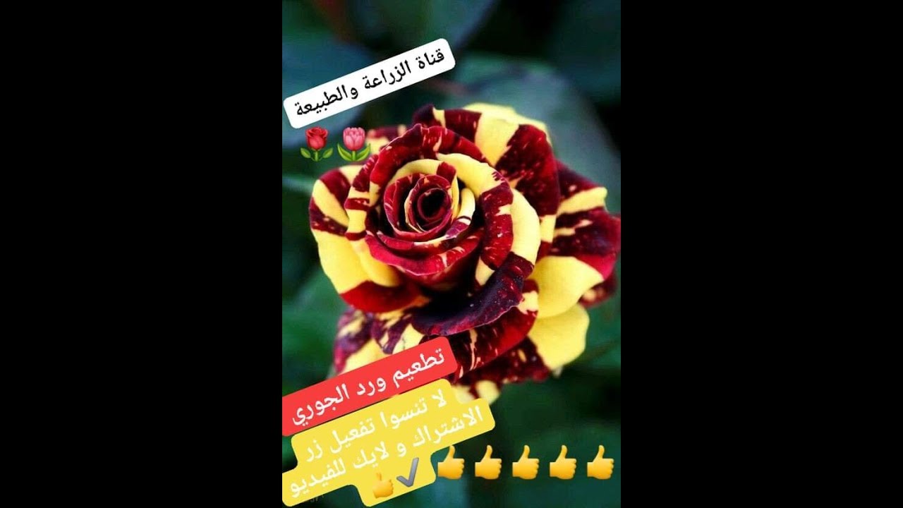 تطعيم ورد جوري للحصول على الوان مختلفة