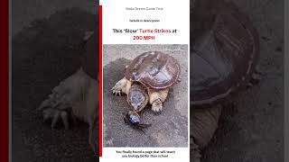 🐢 This ‘Slow’ Turtle Strikes 🦀 at 200 MPH ⚡ | MDCT
